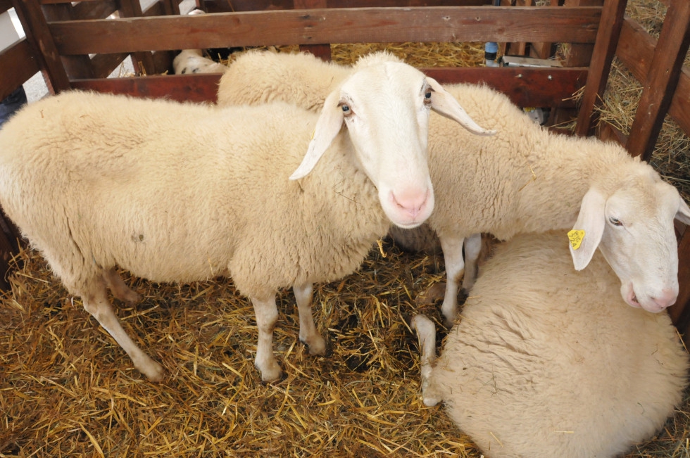 Reja ovc. Foto: Ministrstvo za kmetijstvo, gozdarstvo in prehrano.